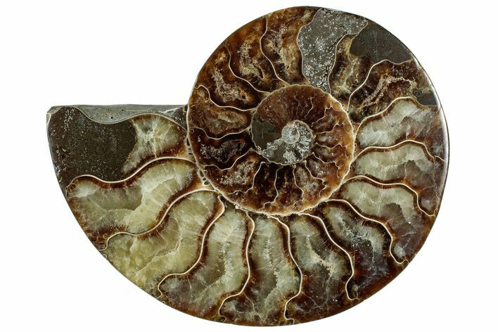 Cut & Polished Ammonite Fossil (Half) - Madagascar #292821